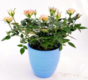 POWERS TO FLOWERS - ROSA BICOLORE DA GIARDINO IN VASO CERAMICA AZZURRO, VASO 12CM DIAMETRO, pianta vera