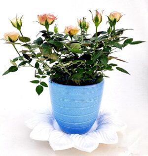 POWERS TO FLOWERS - ROSA BICOLORE DA GIARDINO IN VASO CERAMICA AZZURRO e SOTTOVASO IN CERAMICA FIORE, pianta vera