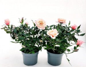 POWERS TO FLOWERS - ROSA DA GIARDINO PROFUMATA, RAMPICANTE e RIFIORENTE, COLOR ROSA TENUE, 2 PIANTE, Piante Vere