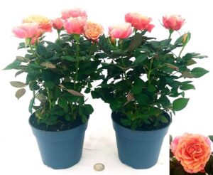 POWERS TO FLOWERS - ROSA DA GIARDINO RAMPICANTE e RIFIORENTE, ROSA ARANCIO CON SCREZIATURE, 2 PIANTE, Piante Vere