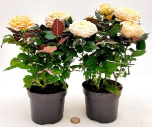 POWERS TO FLOWERS - ROSA DA GIARDINO RAMPICANTE e RIFIORENTE, ROSA ÇONFETTO, 2 PIANTE, Piante Vere