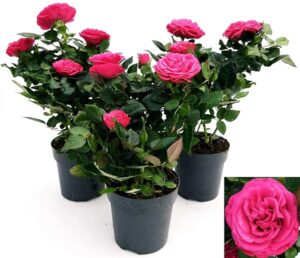 POWERS TO FLOWERS - ROSA DA GIARDINO RAMPICANTE e RIFIORENTE, ROSA LILLA, 3 PIANTE, Piante Vere