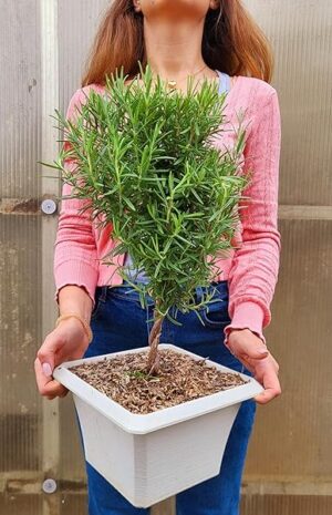 POWERS TO FLOWERS - ROSMARINO BONSAI IN VASO QUADRO, pianta vera