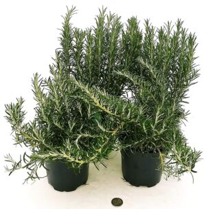 POWERS TO FLOWERS - ROSMARINO CLASSICO BIO e ROSMARINO PROSTRATO BIO, 4 PIANTE, piante vere