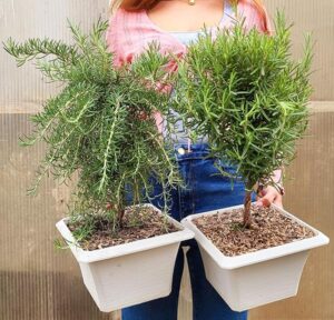 POWERS TO FLOWERS - ROSMARINO CLASSICO E PROSTRATO BONSAI IN VASO QUADRO, 2 PIANTE, piante vere