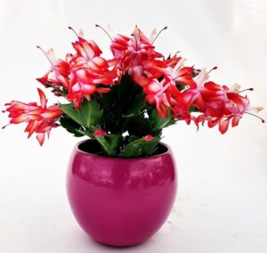 POWERS TO FLOWERS ROSSA IN VASO CERAMICA FUCSIA SFERICO, Vaso 14cm, Natalina, Pasqualina, Rhipsalis, piante vere