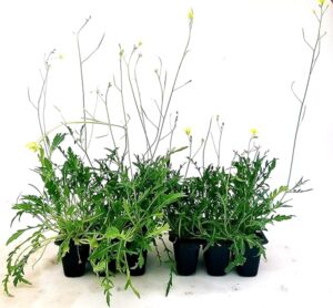 POWERS TO FLOWERS - RUCOLA SELVATICA BIO, 8 PIANTE, Piante vere