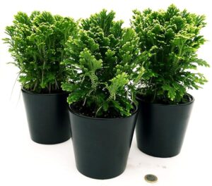 POWERS TO FLOWERS - SALAGINELLA JORI, 3 PIANTE, VASO 12CM, FELCE PURIFICA ARIA, Pianta vera