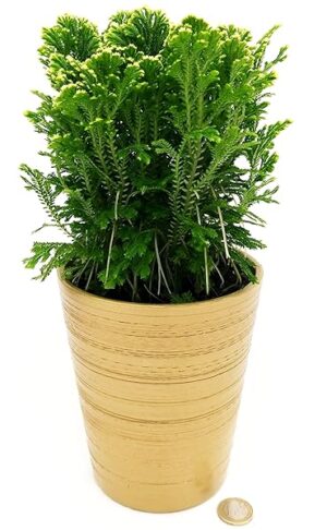 POWERS TO FLOWERS - SALAGINELLA JORI IN VASO CERAMICA ORO, FELCE PURIFICA ARIA, Pianta vera