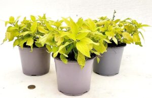 POWERS TO FLOWERS - SALVIA MELONE BIO, SALVIA ELEGANCE GOLDEN MELON, 3 PIANTE, VASO 14CM, piante vere