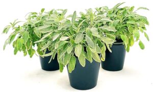 POWERS TO FLOWERS - SALVIA OFFICINALIS VARIEGATA ICTERINA, 3 PIANTE VASO 14CM DIAMETRO, piante vere
