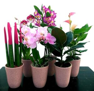 POWERS TO FLOWERS - SANSEVERIA CILINDRICA COLOR LIFE, FICUS ROBUSTA, ANTHURIUM, DENDROBIUM NOBILE, MILTONIA e PHALAENOPSIS ROSA A 2 STELI, ALTEZZA 40CM, IN VASO CERAMICA ROSA ANTICO, piante vere