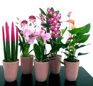 POWERS TO FLOWERS - SANSEVERIA CILINDRICA COLOR LIFE ROSA, ANTHURIUM, DENDROBIUM NOBILE VIOLA, MILTONIA e PHALAENOPSIS ROSA A 2 STELI, ALTEZZA 40CM, IN VASO CERAMICA ROSA ANTICO, piante vere