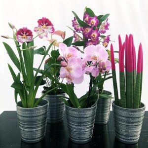 POWERS TO FLOWERS - SANSEVERIA CILINDRICA COLOR LIFE ROSA, ANTHURIUM, DENDROBIUM NOBILE VIOLA, MILTONIA e PHALAENOPSIS ROSA A 2 STELI, ALTEZZA 40CM, IN VASO CERAMICA ARGENTO piante vere