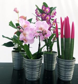 POWERS TO FLOWERS - SANSEVERIA CILINDRICA COLOR LIFE ROSA, ANTHURIUM, MILTONIA e DENDROBIUM NOBILE VIOLA, ALTEZZA 40CM, IN VASO CERAMICA ARGENTATO, piante vere