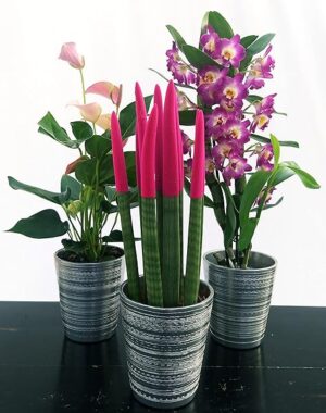 POWERS TO FLOWERS - SANSEVERIA CILINDRICA COLOR LIFE ROSA, ANTHURIUM, e DENDROBIUM NOBILE VIOLA, ALTEZZA 40CM, IN VASO CERAMICA ARGENTATO, piante vere