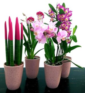 POWERS TO FLOWERS - SANSEVERIA CILINDRICA COLOR LIFE ROSA, DENDROBIUM NOBILE VIOLA, MILTONIA e PHALAENOPSIS ROSA A 2 STELI, ALTEZZA 40CM, IN VASO CERAMICA ROSA ANTICO, piante vere