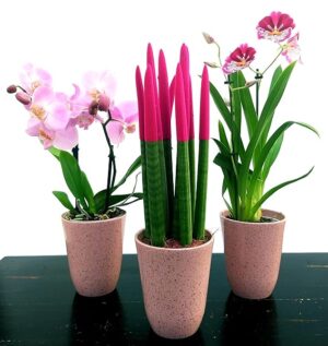 POWERS TO FLOWERS - SANSEVERIA CILINDRICA COLOR LIFE ROSA, MILTONIA e PHALAENOPSIS ROSA A 2 STELI, ALTEZZA 40CM, IN VASO CERAMICA ROSA ANTICO, piante vere