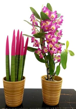 POWERS TO FLOWERS - SANSEVERIA CILINDRICA COLOR LIFE ROSA e DENDROBIUM NOBILE, ALTEZZA 40CM, IN VASO CERAMICA ORO, piante vere