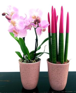 POWERS TO FLOWERS - SANSEVERIA CILINDRICA COLOR LIFE ROSA e PHALAENOPSIS ROSA A 2 STELI, ALTEZZA 40CM, IN VASO CERAMICA ROSA ANTICO, piante vere
