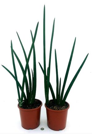 POWERS TO FLOWERS - SANSEVERIA CYLINDRICA 2 PIANTE, VASO 17CM, SUPEROFFERTA!!! Piante vere
