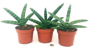 POWERS TO FLOWERS - SANSEVERIA CYLINDRICA 3 PIANTE, VASO 12CM, SUPEROFFERTA!!! Piante vere