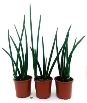 POWERS TO FLOWERS - SANSEVERIA CYLINDRICA 3 PIANTE, VASO 17CM, ALTEZZA 70CM, SUPEROFFERTA!!! Piante vere