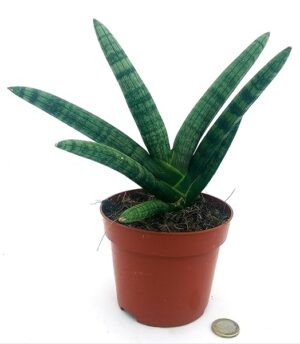 POWERS TO FLOWERS - SANSEVERIA CYLINDRICA, VASO 12CM, SUPEROFFERTA!!! Piante vere