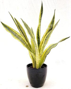 POWERS TO FLOWERS - SANSEVERIA LAUREN, IN VASO CERAMICA NERO A RIGHE, VASO 17CM DIAMETRO, ALTEZZA 70CM, pianta vera
