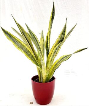 POWERS TO FLOWERS - SANSEVERIA LAUREN, IN VASO CERAMICA ROSSO, VASO 17CM DIAMETRO, ALTEZZA 70CM, pianta vera