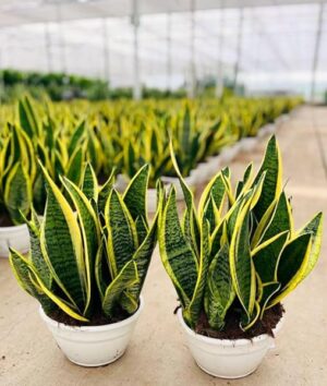 POWERS TO FLOWERS - SANSEVERIA LAURENTII IN CIOTOLA 25CM DIAMETRO, 1 PIANTA, pianta vera