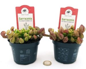 POWERS TO FLOWERS - SARACENIA PSITTACINA, Vaso 10 cm diametro, pianta vera