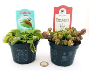POWERS TO FLOWERS - SARACENIA PSITTACINA e DIONAEA MUSCIPULA, 2 PIANTE, VASO 10CM, piante vere