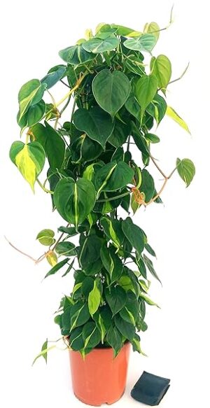 POWERS TO FLOWERS - SCANDENS BRASIL ALTEZZA 120CM, pianta vera