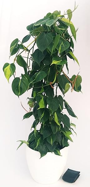 POWERS TO FLOWERS - SCANDENS BRASIL IN VASO CERAMICA, ALTEZZA 120CM, pianta vera