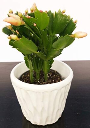 POWERS TO FLOWERS - SCHLUMBERGERA ARANCIO IN VASO CERAMICA BIANCO CON SPATOLATURA IN RILIEVO, Natalina, Pasqualina, Rhipsalis, pianta vera