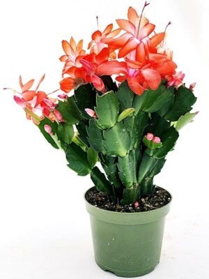 POWERS TO FLOWERS - SCHLUMBERGERA ARANCIONE, 1 PIANTA, Vaso 14cm, Natalina, Pasqualina, Rhipsalis, piante vere