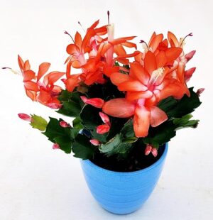 POWERS TO FLOWERS - SCHLUMBERGERA ARANCIONE IN VASO CERAMICA AZZURRO, Vaso 14cm, Natalina, Pasqualina, Rhipsalis, piante vere