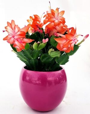 POWERS TO FLOWERS - SCHLUMBERGERA ARANCIONE IN VASO CERAMICA FUCSIA SFERICO, Vaso 14cm, Natalina, Pasqualina, Rhipsalis, piante vere