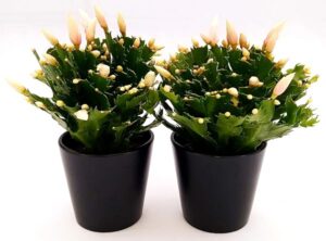 POWERS TO FLOWERS - SCHLUMBERGERA BIANCA IN VASO CERAMICA NERO OPACO, 2 PIANTE, Vaso 13cm, Natalina, Pasqualina, Rhipsalis, piante vere