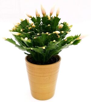 POWERS TO FLOWERS - SCHLUMBERGERA BIANCA IN VASO CERAMICA ORO, Vaso 13cm, Natalina, Pasqualina, Rhipsalis, pianta vera
