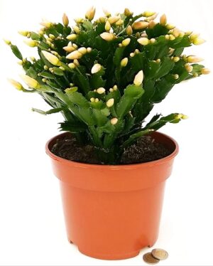 POWERS TO FLOWERS - SCHLUMBERGERA BIANCA XXL, Vaso 21cm, Natalina, Pasqualina, Rhipsalis, pianta vera