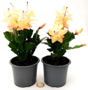 POWERS TO FLOWERS - SCHLUMBERGERA GIALLA, 2 PIANTE, Vaso 12cm, Natalina, Pasqualina, Rhipsalis, piante vere