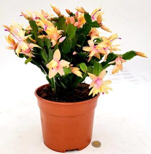 POWERS TO FLOWERS - SCHLUMBERGERA GIALLA, XXL, Vaso 19cm diametro, Natalina, Pasqualina, Rhipsalis, piante vere