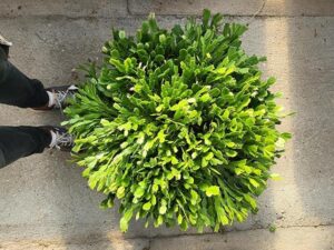 POWERS TO FLOWERS - SCHLUMBERGERA MULTICOLOR, XXL, CIOTOLA 50cm diametro, Natalina, Pasqualina, Rhipsalis, piante vere