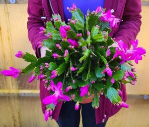 POWERS TO FLOWERS - SCHLUMBERGERA ROSA, XXL, Vaso 19cm diametro, Natalina, Pasqualina, Rhipsalis, piante vere
