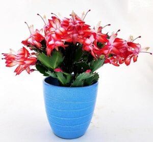 POWERS TO FLOWERS - SCHLUMBERGERA ROSSA IN VASO CERAMICA AZZURRO, Vaso 14cm, Natalina, Pasqualina, Rhipsalis, piante vere