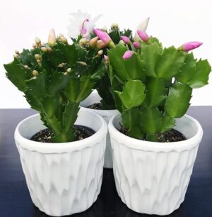 POWERS TO FLOWERS - SCHLUMBERGERA TRIS IN VASO CERAMICA BIANCO CON SPATOLATURA IN RILIEVO, Natalina, Pasqualina, Rhipsalis, SET 3 PEZZI in vaso ceramica, piante vere