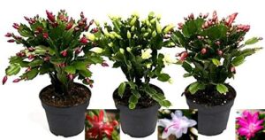 POWERS TO FLOWERS - SCHLUMBERGERA TRIS, Natalina, Pasqualina, Rhipsalis, SET 3 PEZZI in vaso 10cm diametro, piante vere