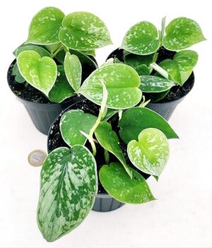 POWERS TO FLOWERS - SCINDAPSUS PICTUS ARGYRAEUS, 3 PIANTE VASO 12CM DIAMETRO, piante vere
